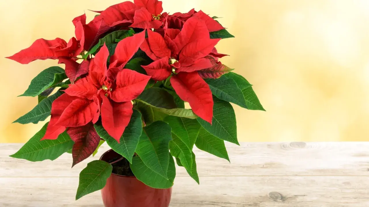 Flor de pascua roja y verde vibrante en maceta, sobre mesa de madera. ¿Cómo hacer que se ponga roja?