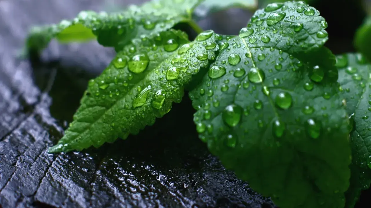 Gotas de agua cubren hojas verdes, un signo de exceso de agua en las plantas. La textura rugosa de la madera oscura contrasta con la frescura de la vegetación.