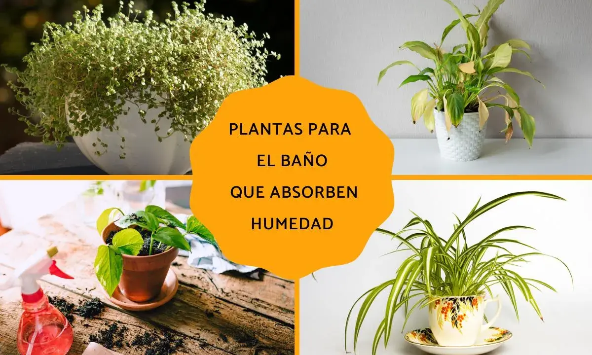 Plantas para el baño que absorben humedad: un helecho frondoso, una planta de interior en maceta blanca, una planta en maceta de terracota y una planta araña en una taza decorativa.