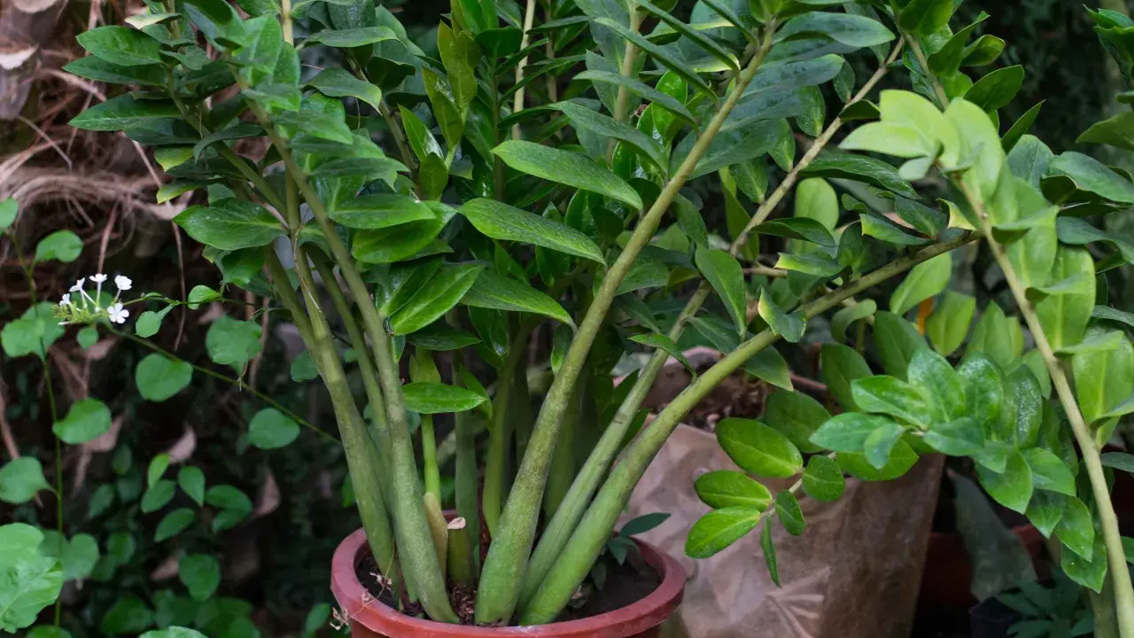 Planta de zamioculca exterior en maceta terracota, con hojas verdes brillantes y tallos gruesos. Al fondo, otras plantas y texturas naturales.