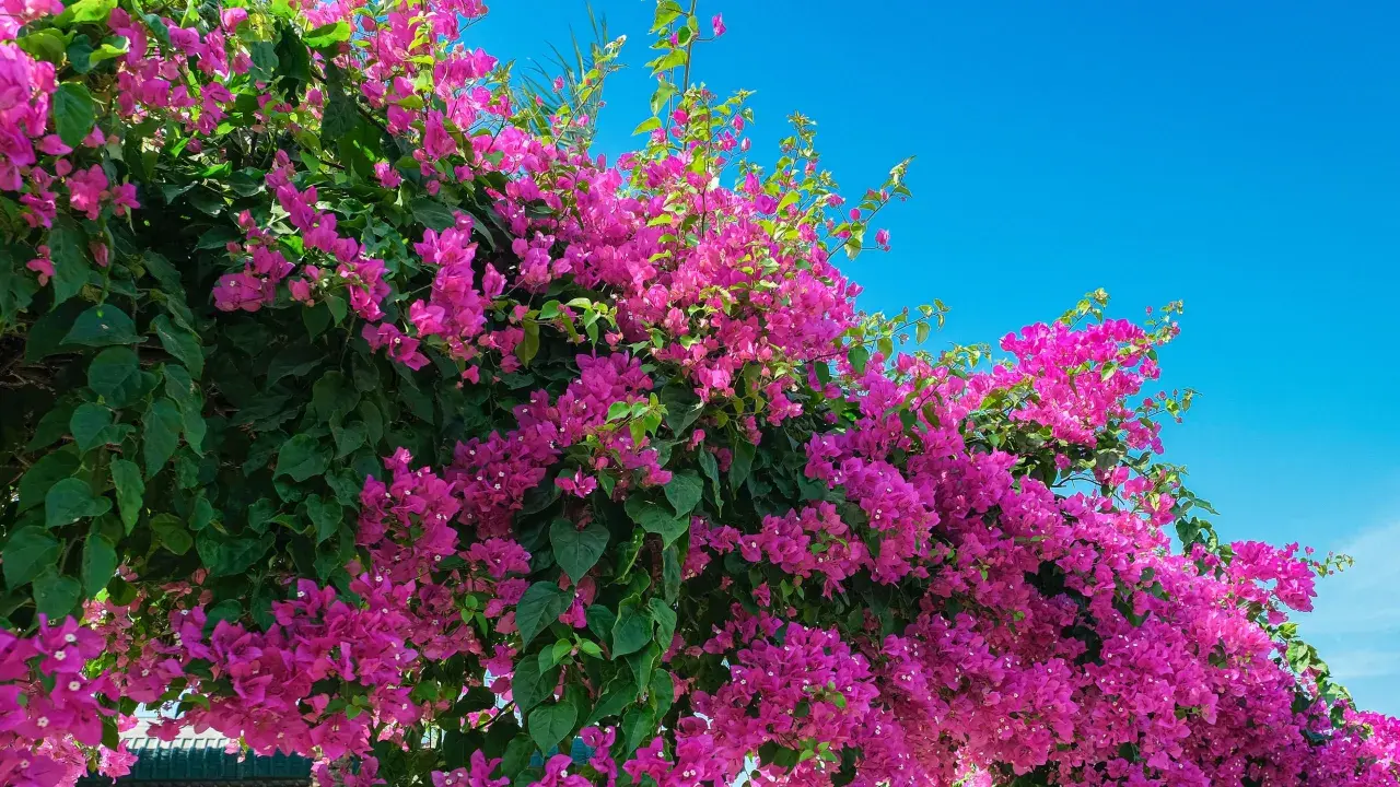 Enredaderas para pérgolas, con vibrantes flores fucsias y hojas verdes, cubren una estructura contra un cielo azul brillante.
