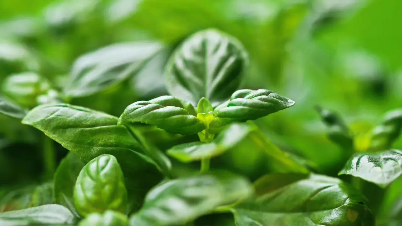 Primer plano de hojas verdes vibrantes de una planta aromática, con un enfoque suave que resalta su frescura y textura.