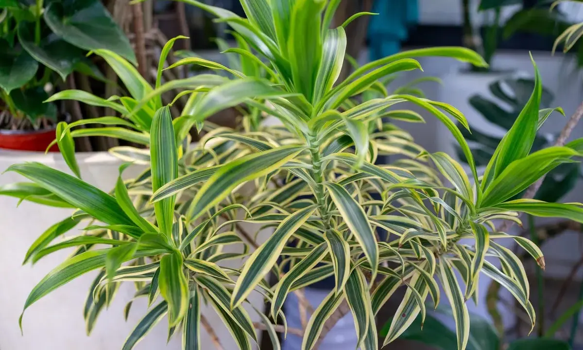 Planta dracaena con hojas verdes y amarillas, un toque tropical en tu hogar.