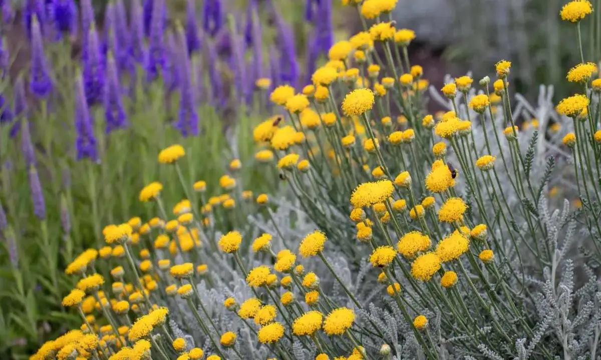 Flores amarillas de santolina, ideales para jardines secos. Sus cuidados son mínimos, solo necesita sol y buen drenaje.