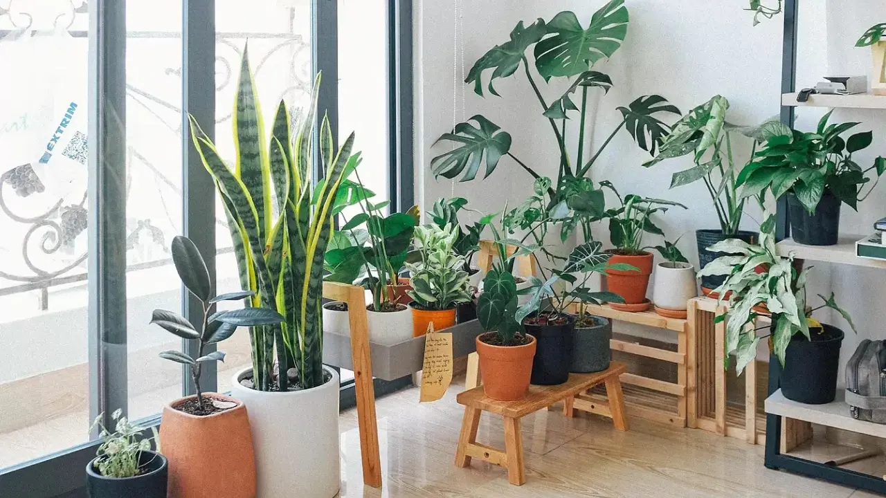 Un rincón acogedor con varias plantas de interior poca luz, como sansevieria y monstera, adornan el espacio junto a una ventana.