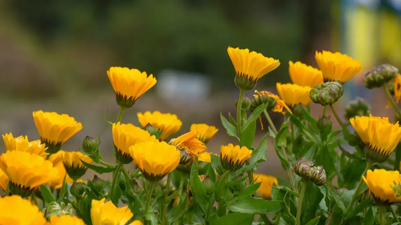 Un campo de alegres flores de temporada junio, de vibrante color amarillo, se mecen suavemente con la brisa.