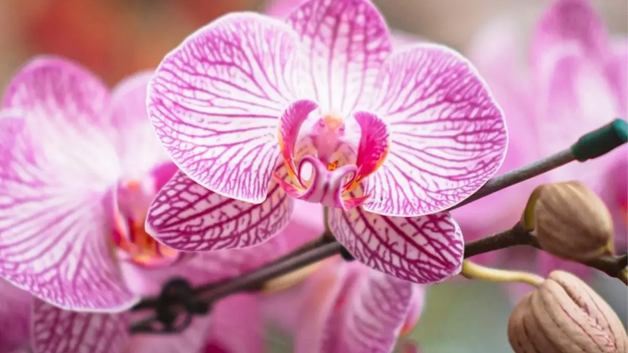 Orquídeas rosadas con rayas púrpuras, perfectas para saber donde colocar una orquídea y embellecer tu hogar.