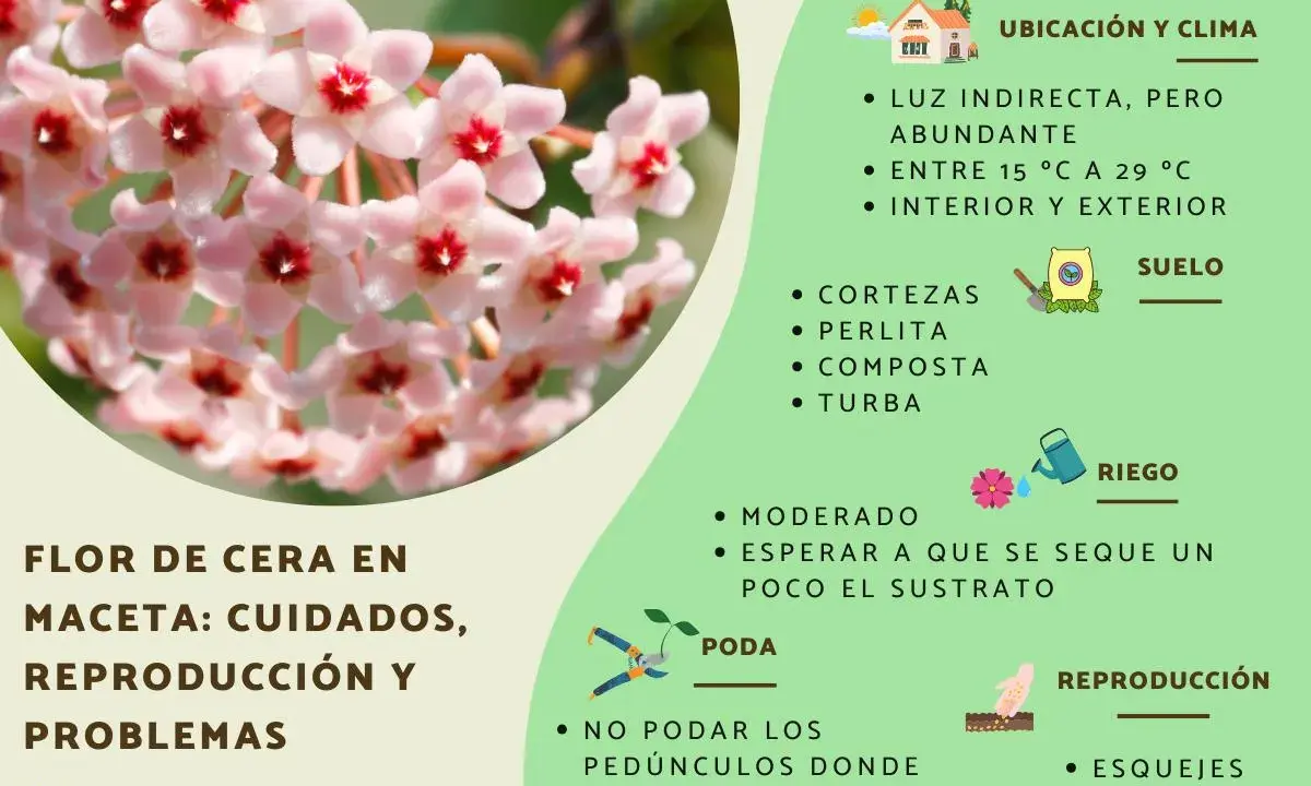 Racimo de flores de hoya carnosa, con consejos de cuidado, riego y reproducción.
