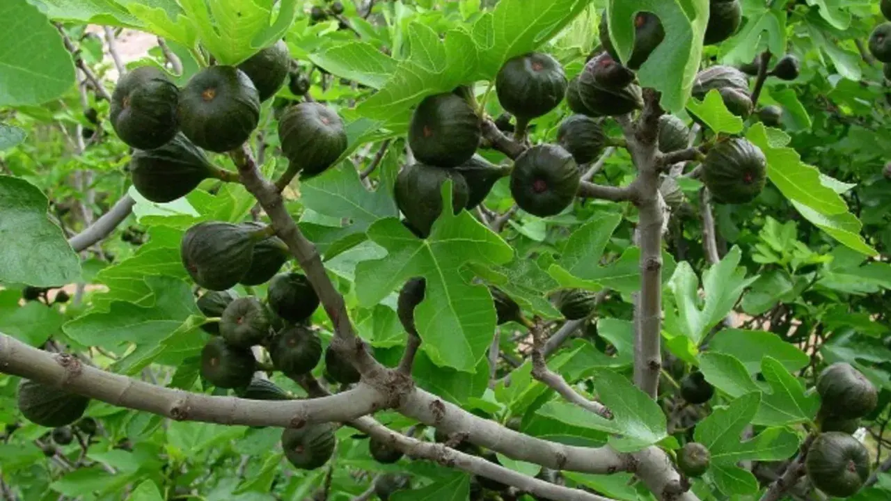 Higuera cargada de frutos verdes, algunos bajo el sol, otros en la sombra. Las hojas grandes y lobuladas protegen los higos.