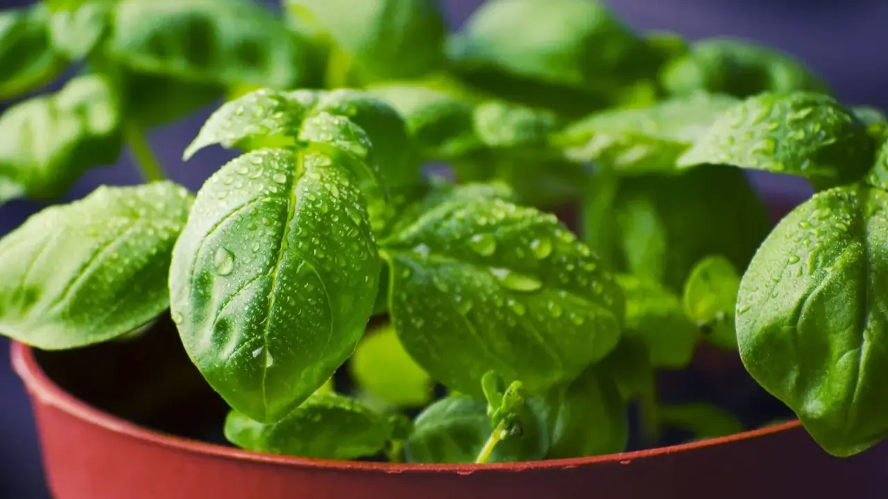 Plantas aromáticas en maceta, con hojas verdes y gotas de agua, listas para un jardín fresco.