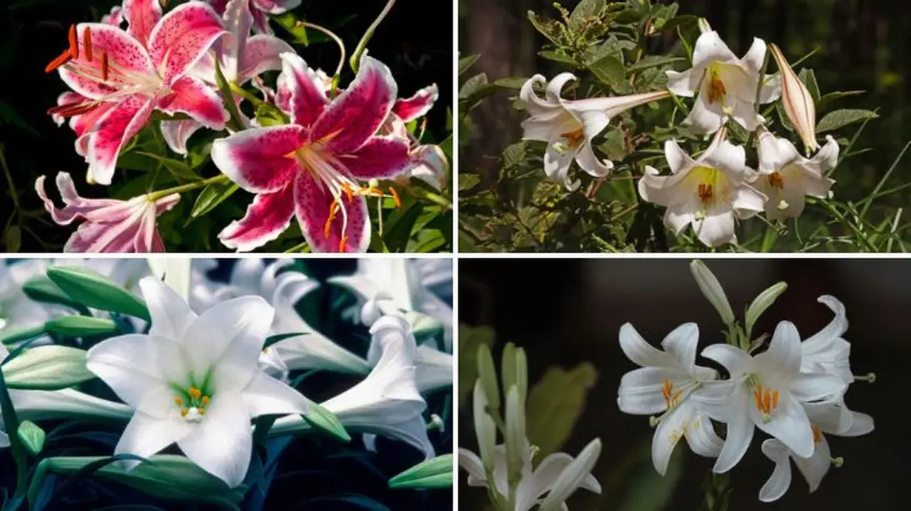 Cuatro imágenes de azucena planta: dos con flores rosadas y blancas, y dos con flores blancas.