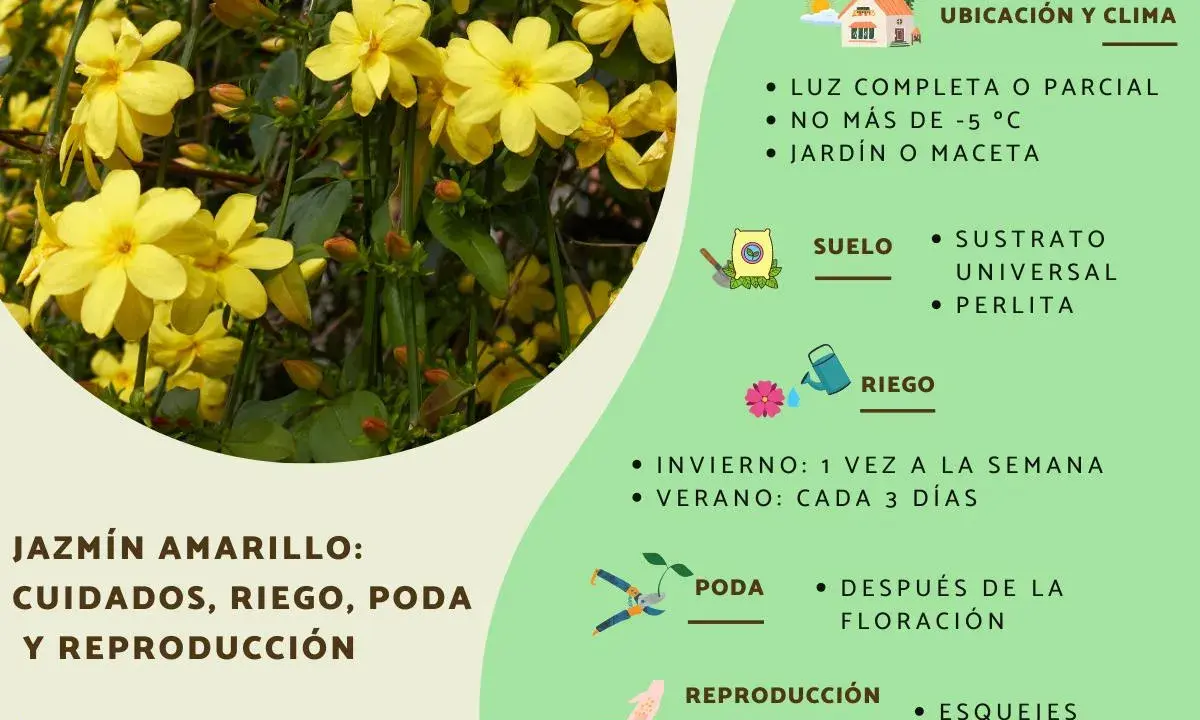 Jazmín amarillo en invierno, floreciendo con delicadas flores amarillas. Cuidados, riego y poda para esta planta.