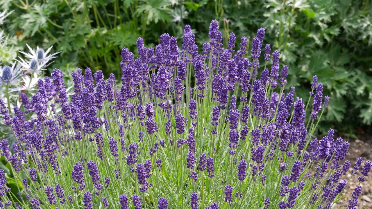 Un exuberante lavanda jardin con espigas moradas vibrantes y follaje verde.
