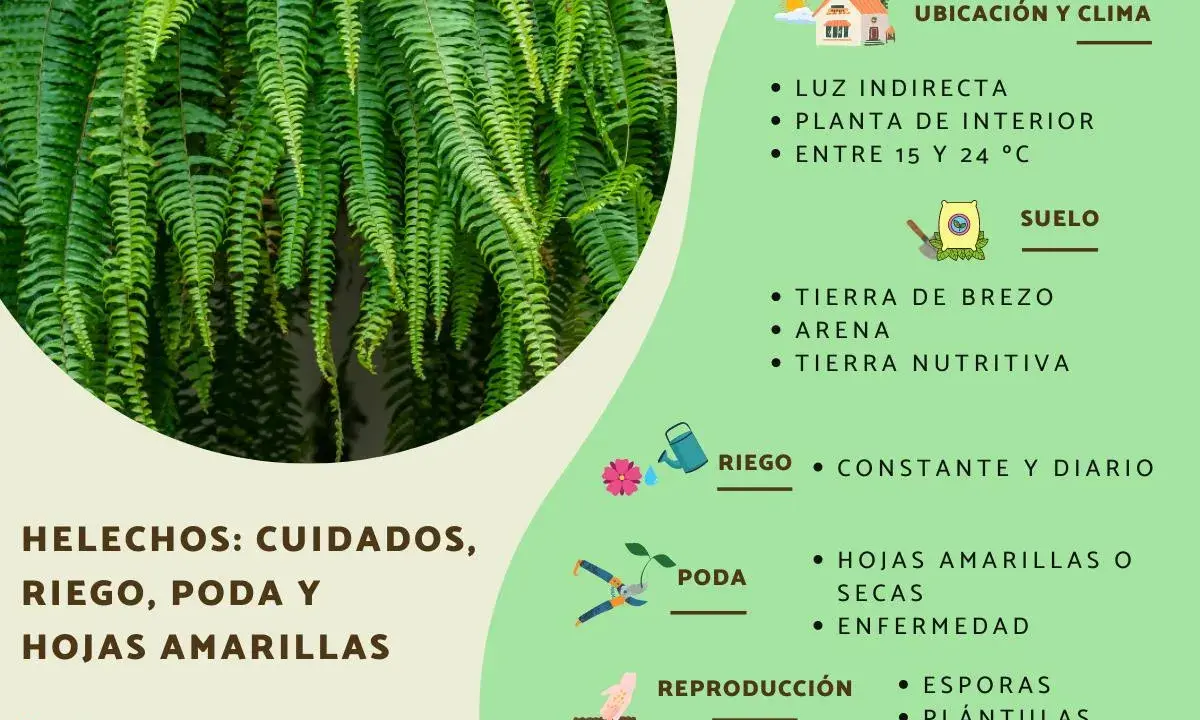 Helechos: cuidados, riego, poda y hojas amarillas. Consejos para mantener tus helechos sanos y frondosos.