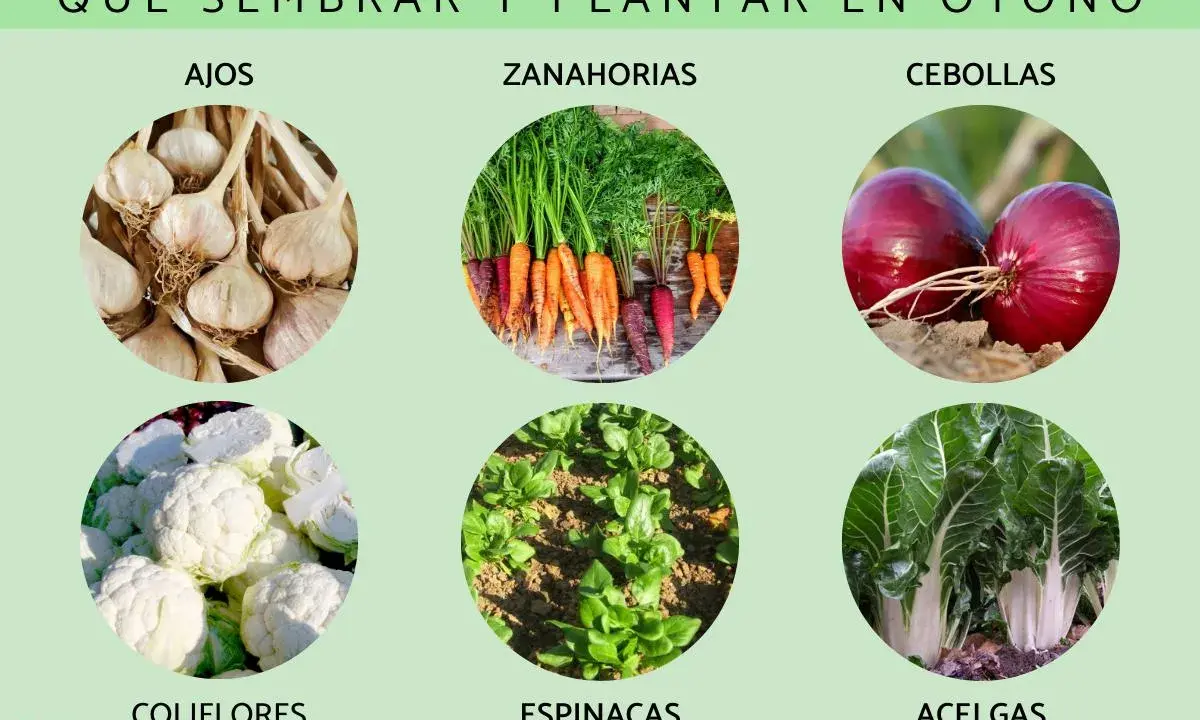 Ajos, zanahorias, cebollas, coliflores, espinacas y acelgas son algunas de las plantas de otoño ideales para sembrar.