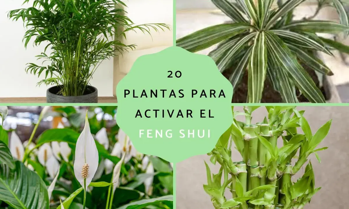 Palmera de salón, drácena, lirio de la paz y bambú de la suerte: 20 plantas para activar el feng shui y atraer energía positiva.