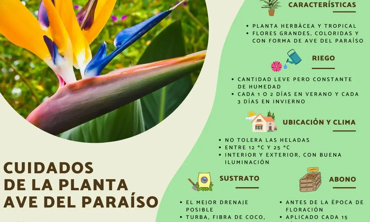 Cuidados de la planta ave del paraíso: riego constante, ubicación soleada, sustrato drenante y abono.