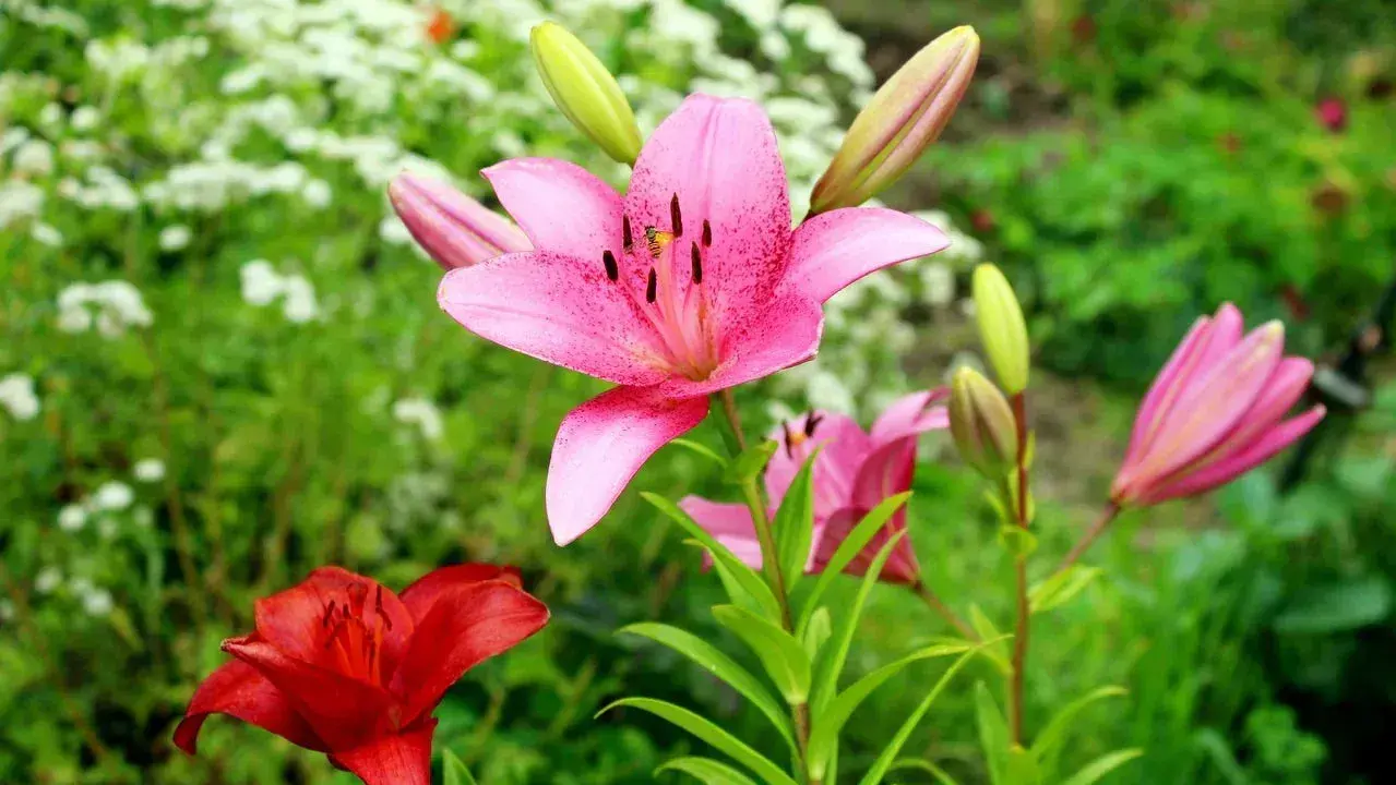Un vibrante jardín con una flor lirio rosa en primer plano, salpicada de puntos oscuros. A su lado, un lirio rojo y capullos verdes.
