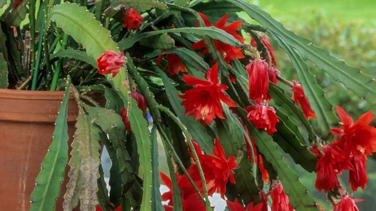 Planta de pluma de Santa Teresa en maceta, con flores rojas vibrantes. Cuidados para su exuberante crecimiento.
