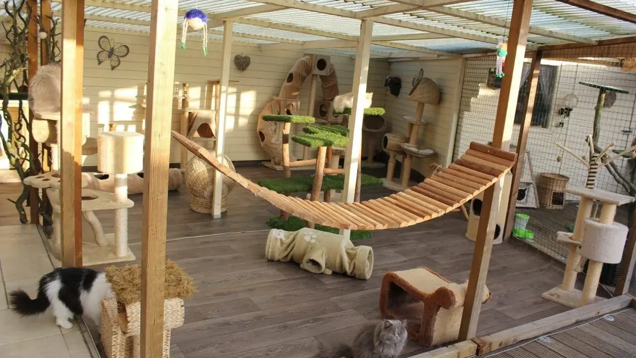 Un patio para gatos con hamaca, rascadores y túneles. Ideal para saber como cerrar un patio para gatos y que estén seguros y entretenidos.