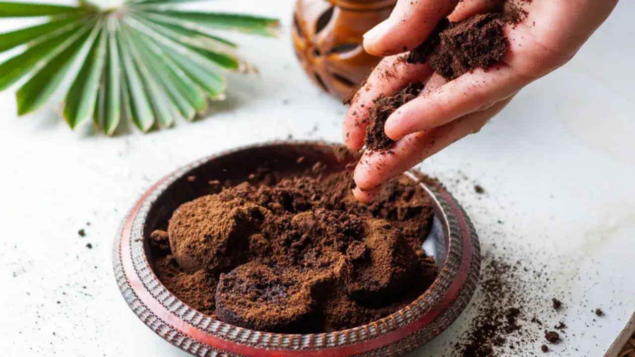 Mano esparciendo posos de café para plantas en un cuenco. Un abanico de hoja verde y un recipiente de madera en el fondo.