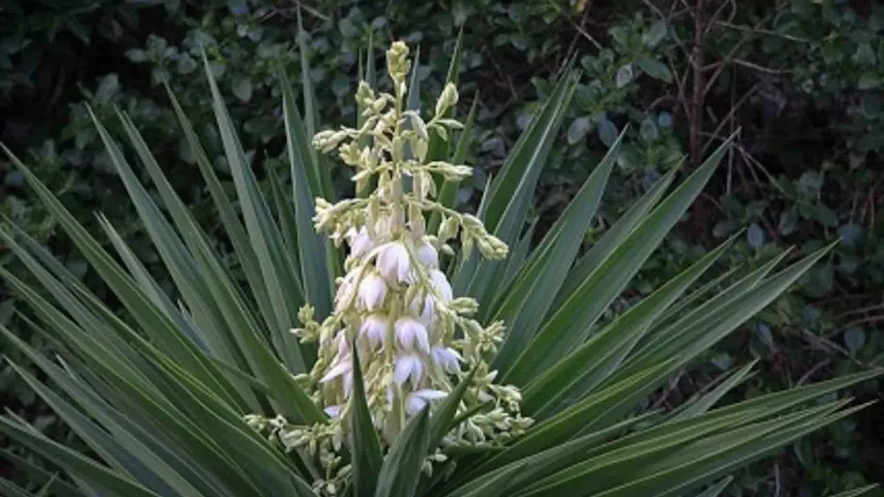 Planta yuca con racimo de flores blancas y hojas verdes puntiagudas.