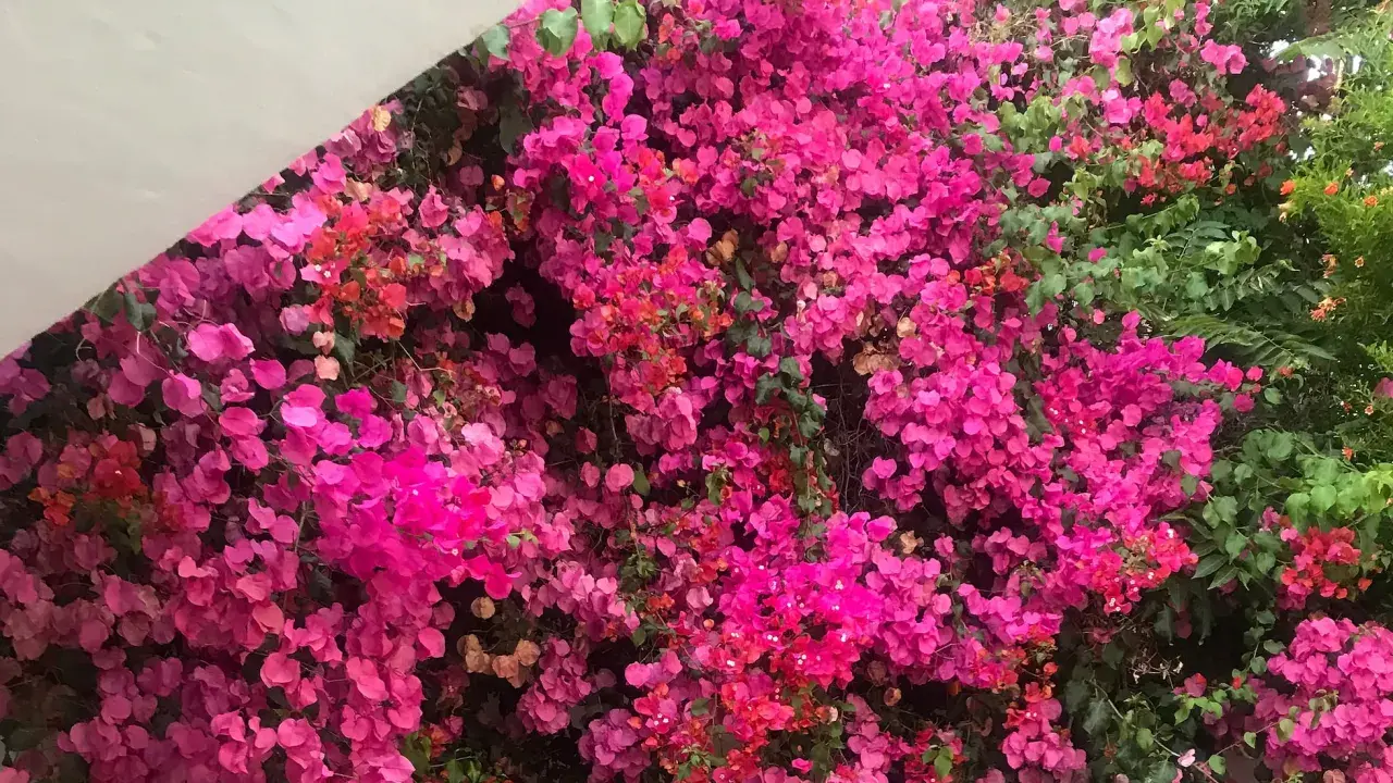 Un muro cubierto de flores vibrantes, un espectáculo cuando florece la buganvilla, con tonos rosados y fucsias intensos.