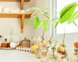 Semillas de aguacate en frascos con agua, mostrando raíces y brotes verdes. Un proyecto para plantar aguacate en casa.