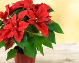 Flor de pascua roja y verde vibrante en maceta, sobre mesa de madera. ¿Cómo hacer que se ponga roja?
