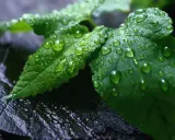 Gotas de agua cubren hojas verdes, un signo de exceso de agua en las plantas. La textura rugosa de la madera oscura contrasta con la frescura de la vegetación.