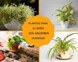 Plantas para el baño que absorben humedad: un helecho frondoso, una planta de interior en maceta blanca, una planta en maceta de terracota y una planta araña en una taza decorativa.