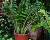 Planta de zamioculca exterior en maceta terracota, con hojas verdes brillantes y tallos gruesos. Al fondo, otras plantas y texturas naturales.