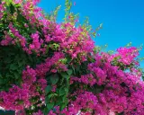 Enredaderas para pérgolas, con vibrantes flores fucsias y hojas verdes, cubren una estructura contra un cielo azul brillante.