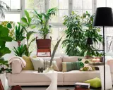 Un salón lleno de vida con muchas plantas, ideal para decorar con plantas el salón y crear un oasis verde.