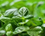 Primer plano de hojas verdes vibrantes de una planta aromática, con un enfoque suave que resalta su frescura y textura.