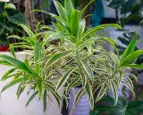 Planta dracaena con hojas verdes y amarillas, un toque tropical en tu hogar.