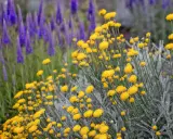 Flores amarillas de santolina, ideales para jardines secos. Sus cuidados son mínimos, solo necesita sol y buen drenaje.