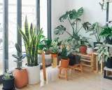 Un rincón acogedor con varias plantas de interior poca luz, como sansevieria y monstera, adornan el espacio junto a una ventana.