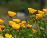 Un campo de alegres flores de temporada junio, de vibrante color amarillo, se mecen suavemente con la brisa.
