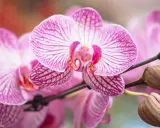 Orquídeas rosadas con rayas púrpuras, perfectas para saber donde colocar una orquídea y embellecer tu hogar.
