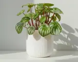 Peperomia sandía en maceta blanca. Sus cuidados son sencillos para tenerla radiante.