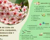 Racimo de flores de hoya carnosa, con consejos de cuidado, riego y reproducción.