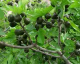Higuera cargada de frutos verdes, algunos bajo el sol, otros en la sombra. Las hojas grandes y lobuladas protegen los higos.