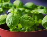 Plantas aromáticas en maceta, con hojas verdes y gotas de agua, listas para un jardín fresco.