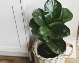 Planta de interior ficus lyrata en maceta de mimbre, ideal para decorar tu hogar. Cuidados sencillos para un verde exuberante.