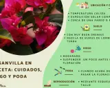 Buganvilla en maceta: cuidados, riego y poda. Consejos para su ubicación, suelo, riego, poda y reproducción.