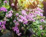 Ramos de orquídeas de exterior, con flores rosadas y moradas, cuelgan de un tronco cubierto de musgo y rodeado de exuberante vegetación.