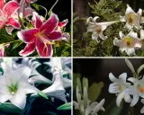 Cuatro imágenes de azucena planta: dos con flores rosadas y blancas, y dos con flores blancas.