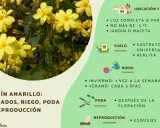Jazmín amarillo en invierno, floreciendo con delicadas flores amarillas. Cuidados, riego y poda para esta planta.