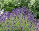 Un exuberante lavanda jardin con espigas moradas vibrantes y follaje verde.
